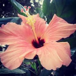 My pink hibiscus.